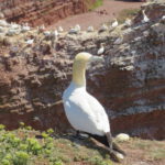 Gannet on the Helgoland Rock