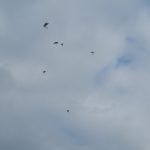 Dutch paratroopers floating down after beeing dropped from FL120 (12.000ft / 3700m) over German Army Military Airbase Celle-Wietzenbruch (ETHC)